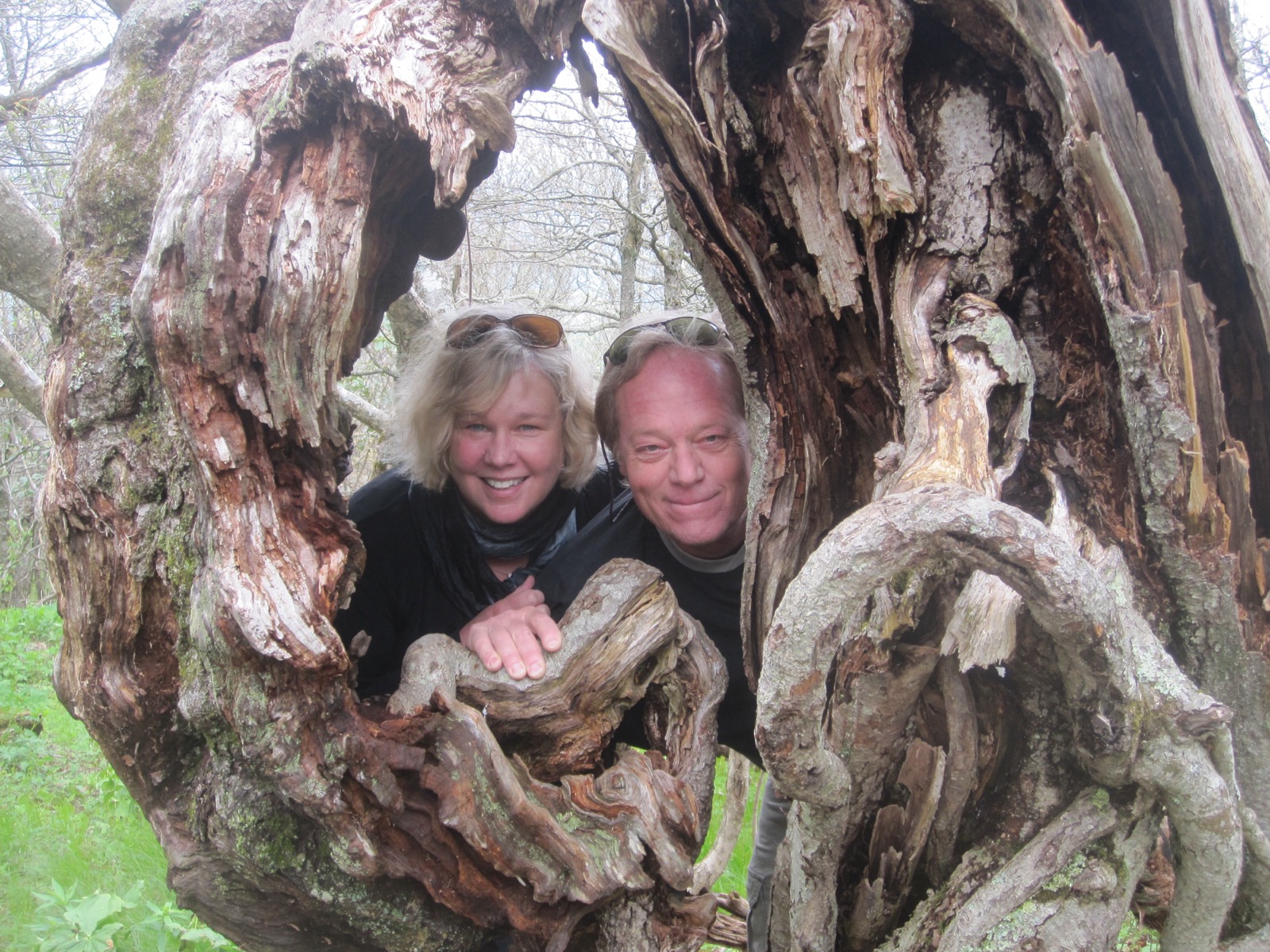 Elizabeth and Doug peering through the hollow of an ancient tree, smiling together in nature