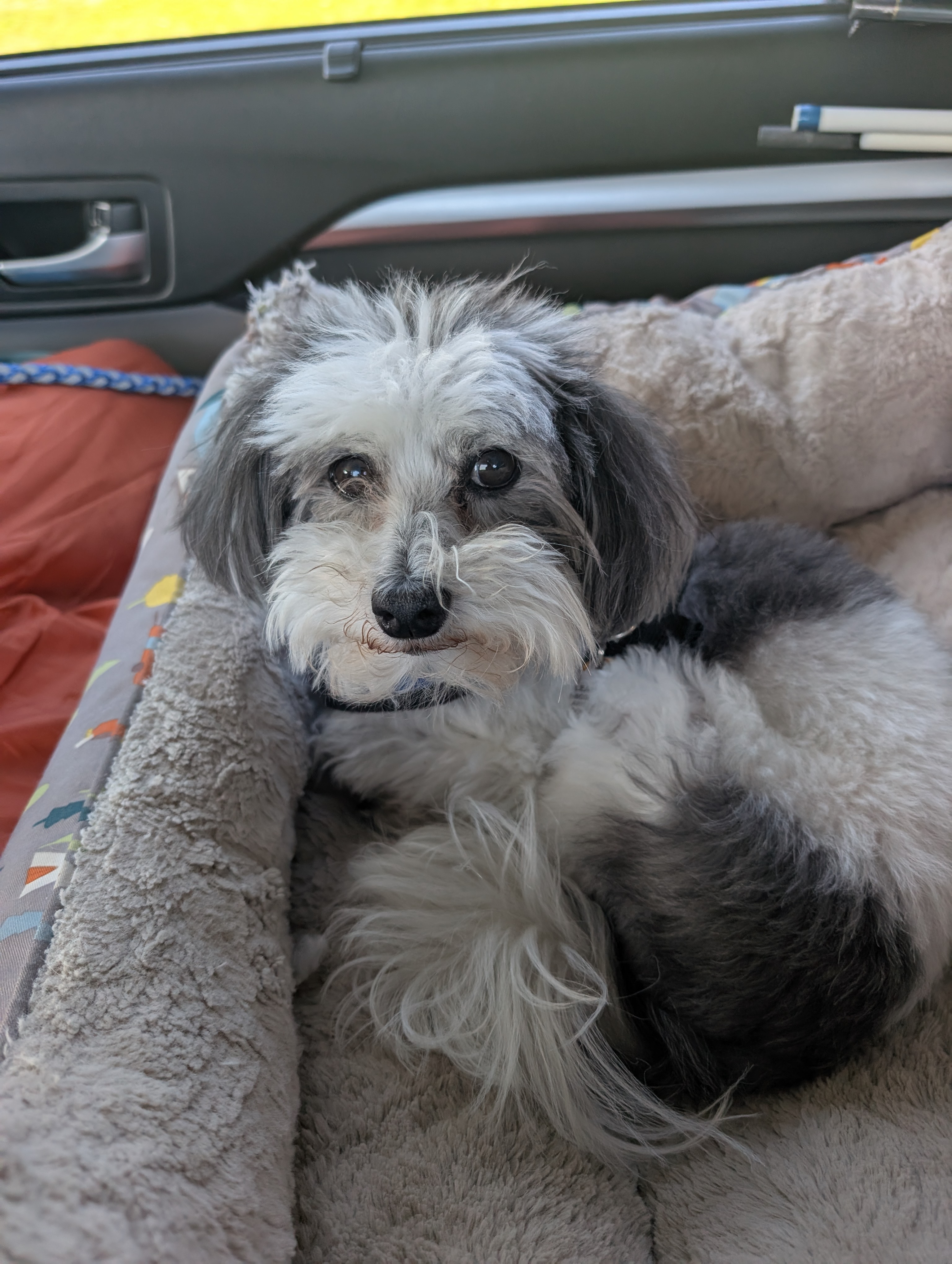 Sparky the dog relaxing in her bed